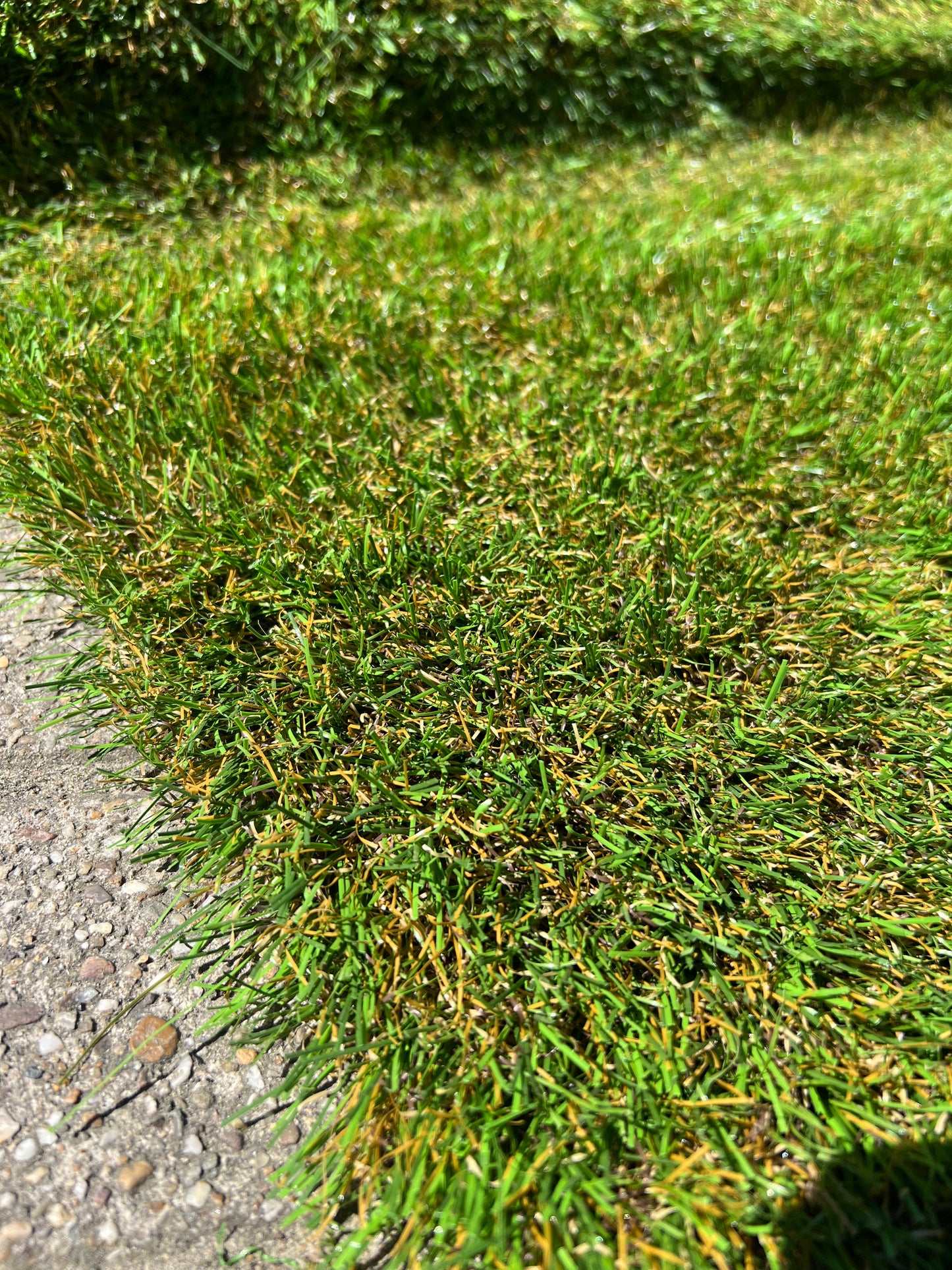 Coupon C31 | 40mm | Afm. 1,9m x 1,9m